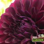 Dahlia Arabian Nights