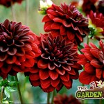 Dahlia flowers