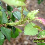 Roses aphids