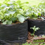 Potatoes in Grow Bags