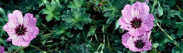 Geranium Cinereum - Plant Profile