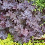 Heuchera