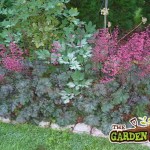 Heuchera in Flower Beds