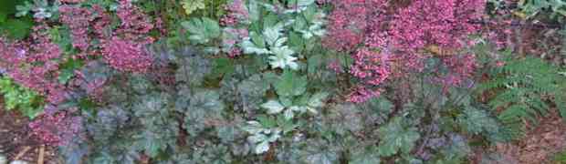 Heuchera Purple Palace - Plant Profile