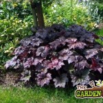 Heuchera in Shade