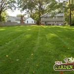 Lawn Seed