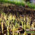 Lawn Seed Germination