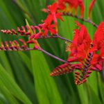 Crocosmia Lucifer Bulbs