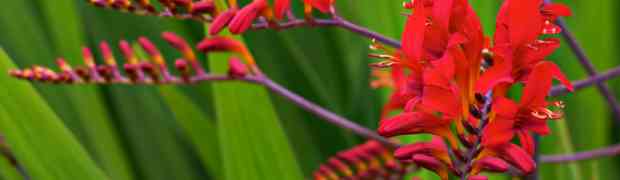 Crocosmia Lucifer - Plant Profile