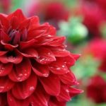 Dahlia Bulbs