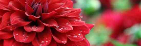 Dahlia Bulbs - How to Overwinter