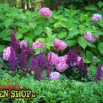 Astilbe