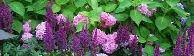 Astilbe Roots - How to Grow