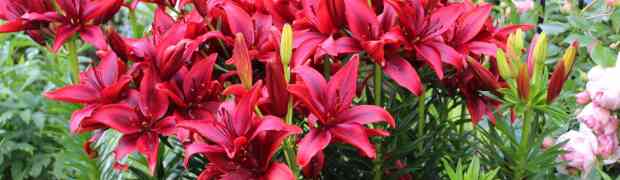 Asiatic Lily Bulbs - Plant Profile