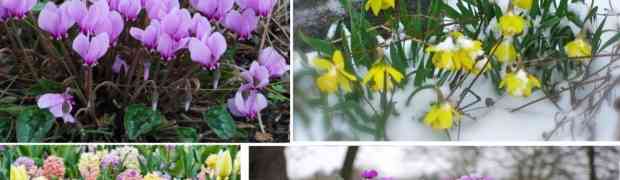 Spring Bulbs For Janurary Flowering