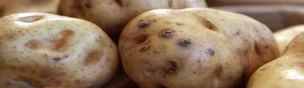 Irish Potato Varieties