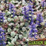 Ajuga Burdundy Glow