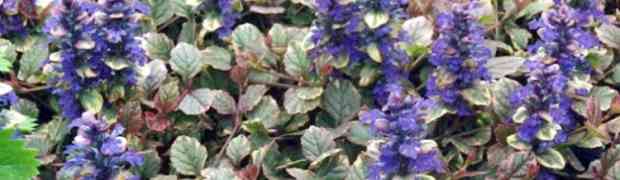 Ajuga 'Burgundy Glow' - Plant Profile