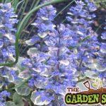 Ajuga Flowers