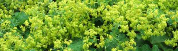 Alchemilla Mollis - Plant Profile